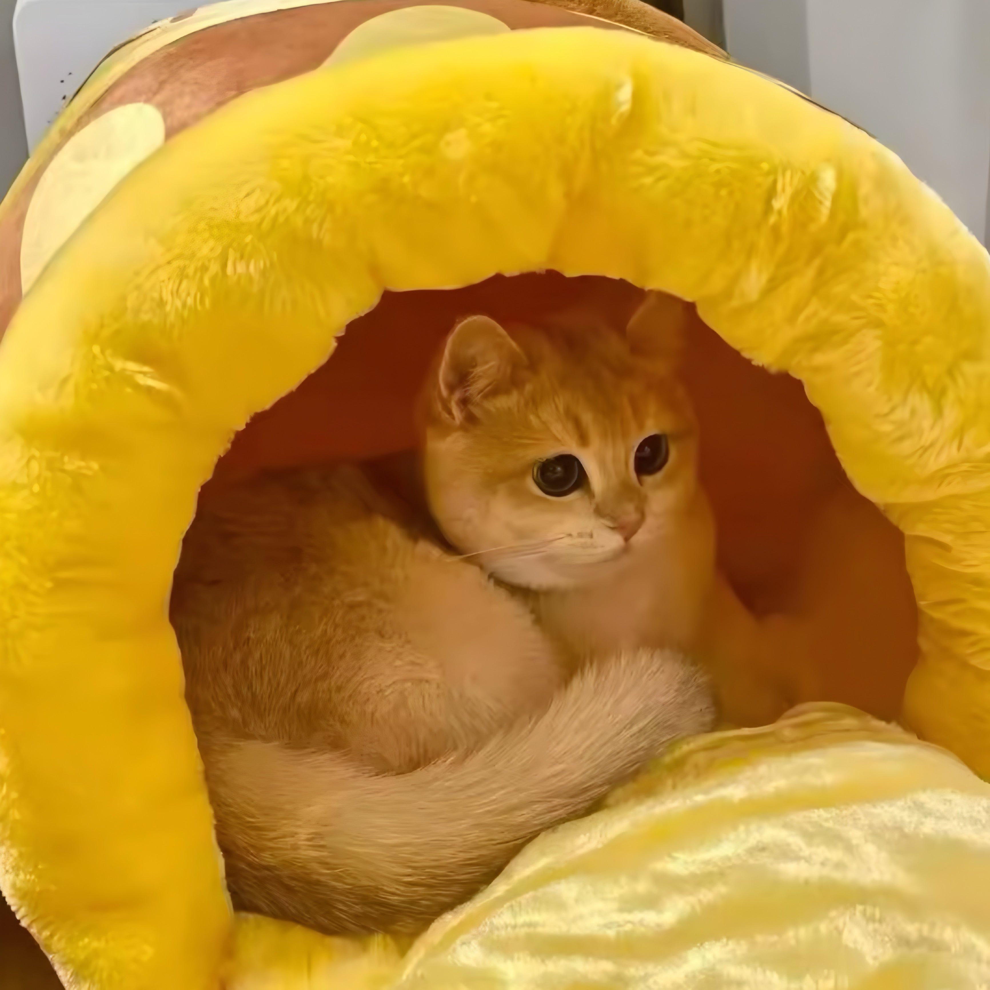 Lit pour Chat “Pot de Miel”